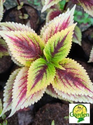 Mayana Coleus High Res (Super Rare Mayana) with FREE plastic pot, and garden soil (Outdoor Plant, Real Plant, Live Plant and Limited Stock) - Plants for Sale