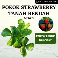 Pokok Strawberry Mencir Tanah Rendah
