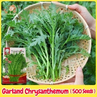 Fresh Organic Garland Chrysanthemum Seeds Vegetable Seeds 500pcs Small Leaf Rocket Salad Seed 小叶茼蒿种子