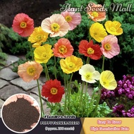 [Fast Delivery] Rare Flanders Seeds for Sale (300 seeds/pack,Mixed Color) - Garden Flower Plant Seeds Flowering Bonsai Seeds for Planting Flowers High Germination Flower Seeds Easy To Grow In Philippines Potted Outdoor and Indoor Air Purifying Live Plants