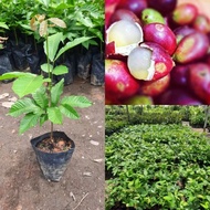 -Anak Pokok Matoa merah/Pokok Longan Brazil/Buah Kristal