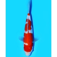 KOHAKU Maruyama Koi Farm 20cm Ikan Koi Import Jepang Murah Berkualitas