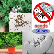 LOCAL READY STOCK 50pcs Citronella Plant Seeds Mozzie Buster Plant Mosquito Repellent Plant Flower Seeds Malaysia Bonsai Tree Live Plant Biji Benih Pokok Bunga Real Live Air Plant Gardening Benih Bunga Live Plants Indoor Gardening Deco Outdoor Plant