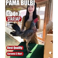 ayam bangkok sabung original pama bulbi telur fertil