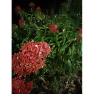 Flower cutting (Ixora coccinea) jungle geranium