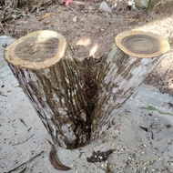Kayu hutan cabang besar