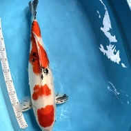 Ikan Koi Jumbo Sanke 61 Cm Import Non Serty Yowyagrosir