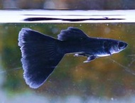 【成崧水族】黑木炭對魚 孔雀魚 黑木炭孔雀 黑木炭 脂鯉科 餌料 模型