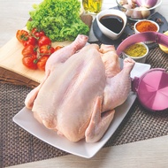 Frozen Lacto (Whole Chicken) – 1.2kg