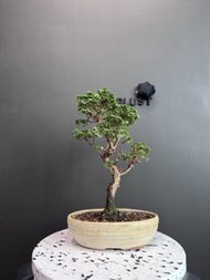 日本🇯🇵津山檜Hinoki Chamaecyparis Obtusa ヒノキ ｜植物 盆景 盆栽 bonsai 楓葉 塊根 多肉植物