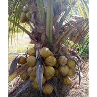 ANAK POKOK KELAPA SGG(SUNGAI GULANG GULANG)