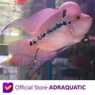 IKAN HIAS LOUHAN IMPOR IMPORT FLOWERHORN AIR TAWAR