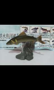 Yujin 原色淡水魚圖鑑 I No.1 Plecoglossus altivelis