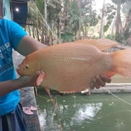 Indukan Gurame Padang