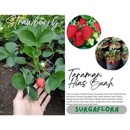Bibit Tanaman Buah Strawberry California - Stroberi Sudah Berbunga dan Berbuah