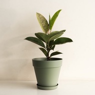 Mint 薄荷斑葉橡膠樹大植栽_荷蘭設計極簡霧面盆