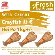 QQMart Fresh Seafood (Not Frozen) - Wild Caught Fresh Crayfish (Hei Po 虾婆） - Direct from Fishery Por