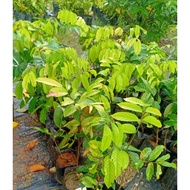 ANAK POKOK DOKONG (KERING) CEPAT BERBUAH
