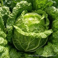 Leaf Duoduo Da Cabbage Seeds Hot Pot Cabbage Abundant Spring Autumn Four Seasons Sweet Crispy Cabbag