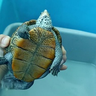 dbt centrata / diamondback terrapin centrata