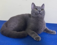 Kucing british shorthair betina blue solid