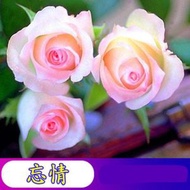 陽台室內四季易種活玫瑰花種子 盆栽花籽，品種：忘情