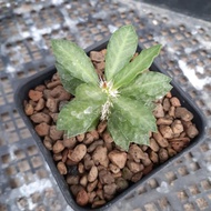 euphorbia tulearensis selected