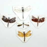 AWETAN SERANGGA CAPUNG MIX 01 (1pack/ 5 ek)
