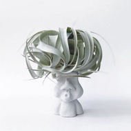 限量 | 霸王鳳 空氣鳳梨 不含摩艾水泥盆器需另購