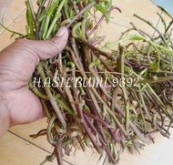 bibit ubi Cilembu madu 100% asli