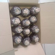BIBIT JAMUR MERANG HITAM SUPER ISI 6 PCS