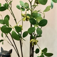 ราคา5 กิ่ง ต้นมะกอก Olive tree ต้นไม้ประดิษฐ์  ไม้มงคล ต้นไม้ตกแต่งบ้าน ต้นไม้ปลอม ดูแลรักษาง่าย ขนา
