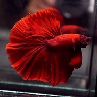 Betta ปลากัด ฮาฟมูน [สีแดง] หางยาว สีสดใส สายพันธุ์แท้ เกรดA ปลาสวยงาม