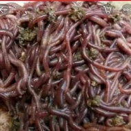 cacing tanah hidup 100 gram