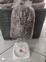 BIBIT JAMUR MERANG SEMI HITAM SUPER (JUMBO)
