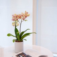 【蘭花盆栽】 紅金黃蝴蝶蘭(小) 升遷送禮 開幕盆栽 過年送禮