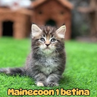 Kucing kitten mainecoon