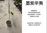 心栽花坊-墨紫辛夷/紫辛夷/木蘭/7吋/開花植物/綠化植物/綠化環境/售價500特價400