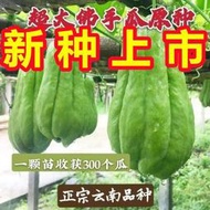 現貨  特價 小欣百貨  【新種上市】佛手瓜種子早熟特大佛手瓜蔬菜種子爬藤千金瓜種子