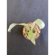 鹿角蕨爪哇月光 P. willinckii ‘Moonlight’3吋角觀葉植物 室內植物 文青小品/療癒蕨品