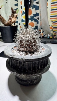 塊根植物 帝冠龍 不是黑王丸 孤龍丸