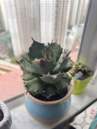 多肉植物 龍舌蘭