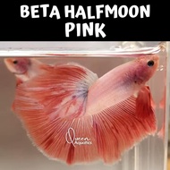 Ikan cupang halfmoon pink colour top quality