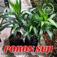 Suji Tree plant seeds - natural herbal plants and cooking spices203 ready ak