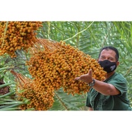 Anak Pokok Kurma Thailand