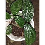 monstera peru / aroid