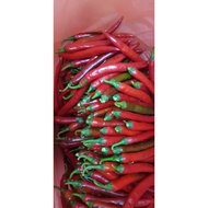 Big Red Chili (Kulai 461) / Cili Merah / 红辣椒 / Red Chili