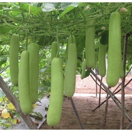 F1 Hybrid White Gourd Seeds - 1gr pack (7-8 seeds)