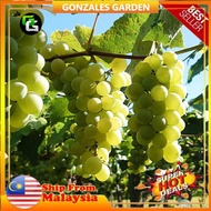 Anak Pokok Anggur Yellow Belgia Grape Pokok Import Dari Thailand