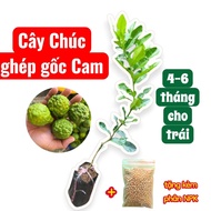 Chuc grafted lemon with orange root, Thai lemon, healthy, thornless tree that leaves fruit quickly (